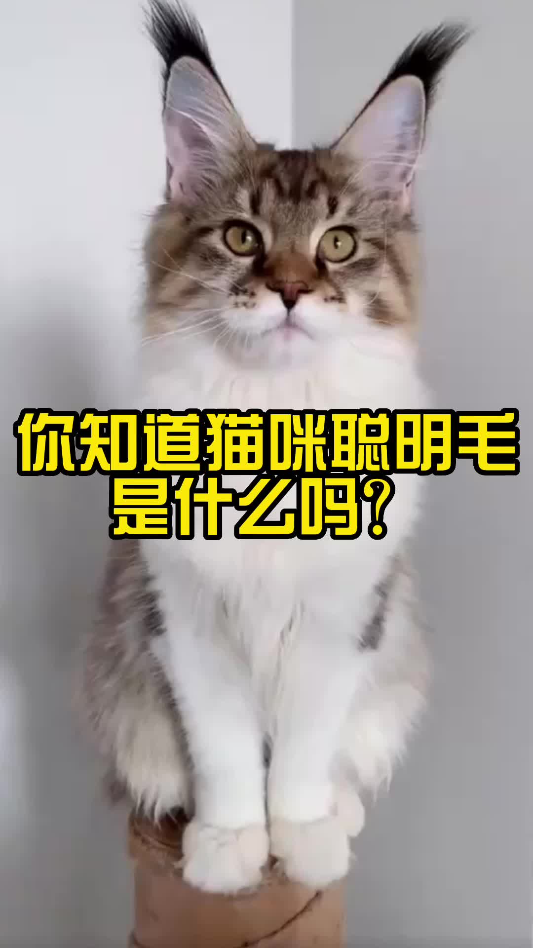 你知道猫咪聪明毛是什么吗?哔哩哔哩bilibili