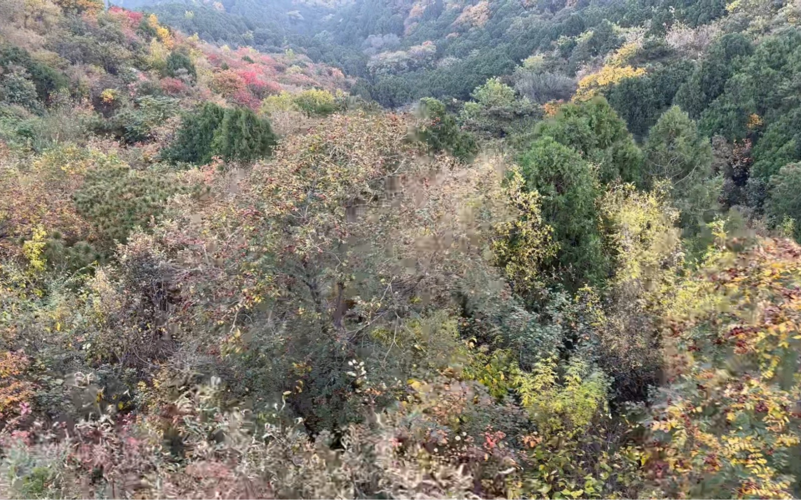 北京10月30日香山坐缆车下山视频哔哩哔哩bilibili