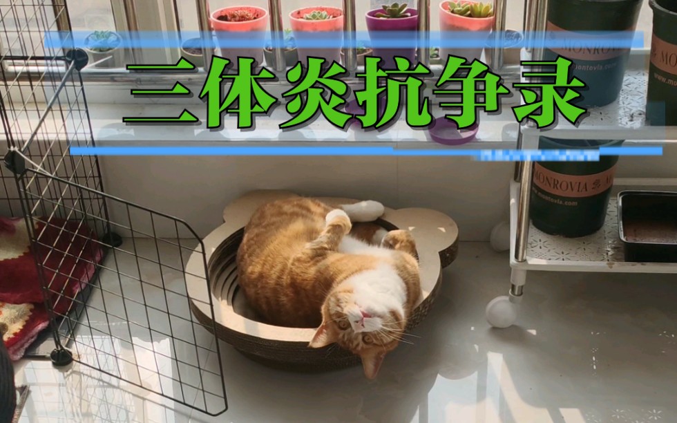 猫咪战胜病魔三体炎,病状花销汇报哔哩哔哩bilibili