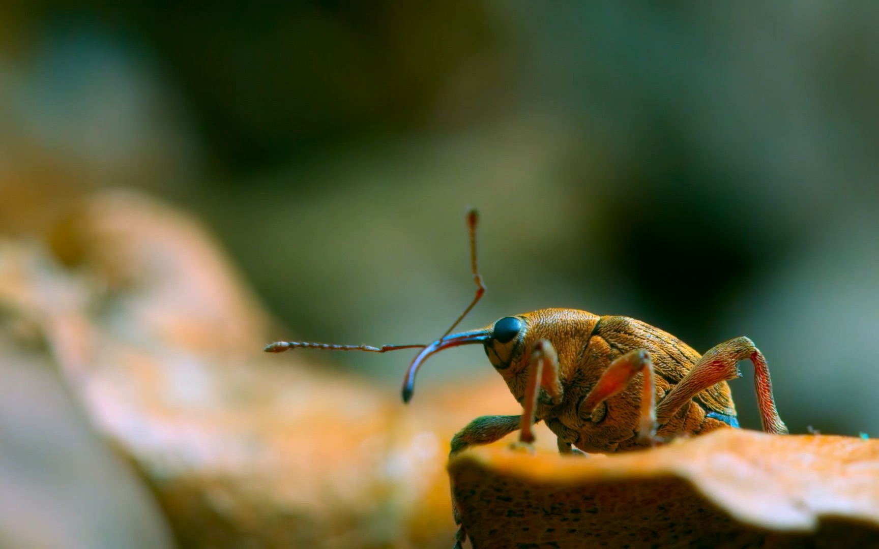 栎实象—产卵_哔哩哔哩_bilibili