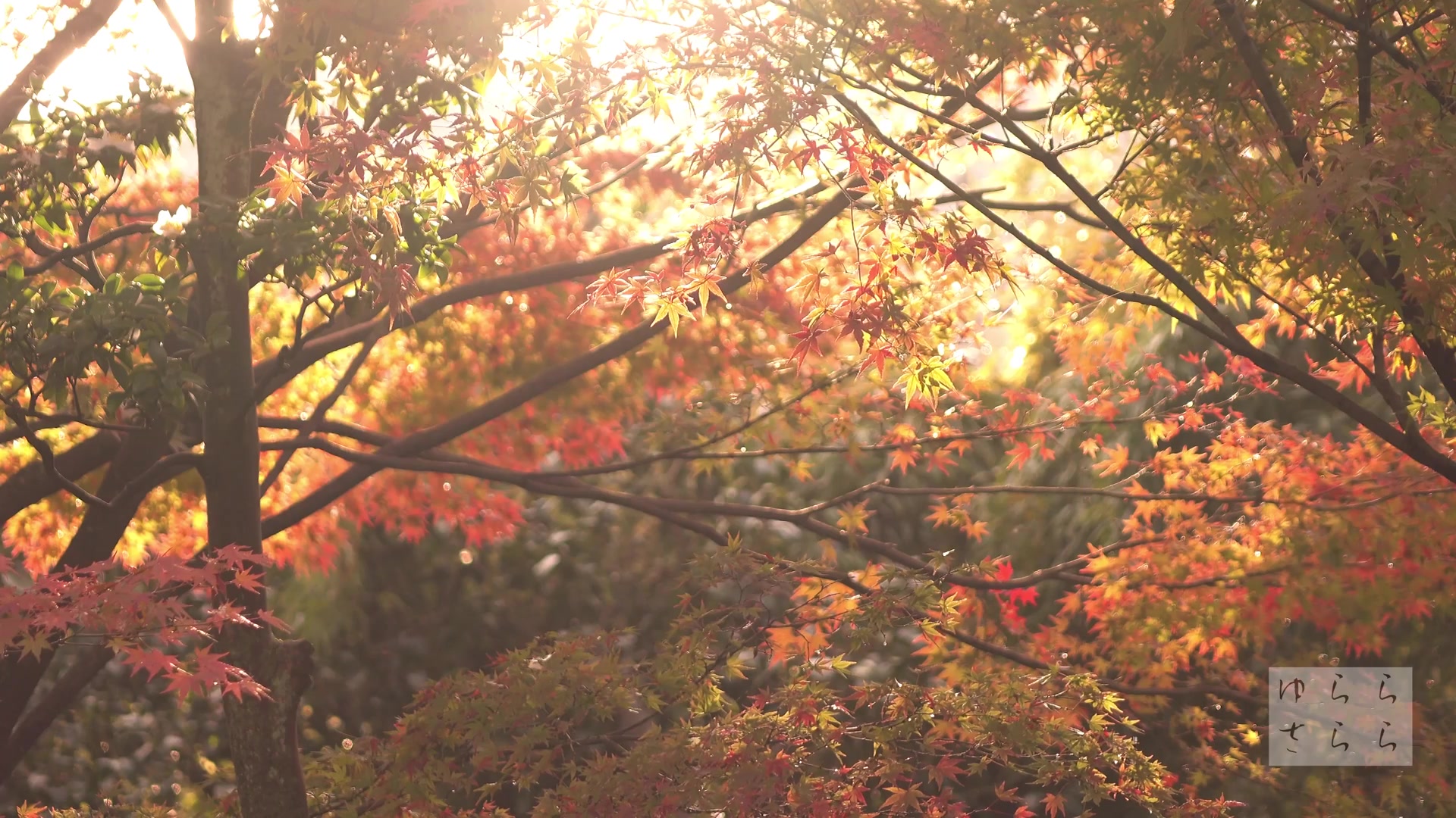 81 4k 大法院妙心寺京都の紅葉京都の庭園daiho In Temple Autumn Leaves 4k The Garden Of K电影 52movs Com