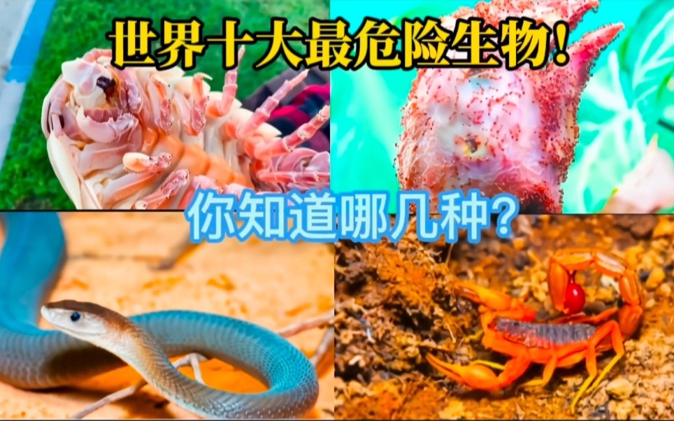 世界十大最危险生物,你知道几个?哔哩哔哩bilibili