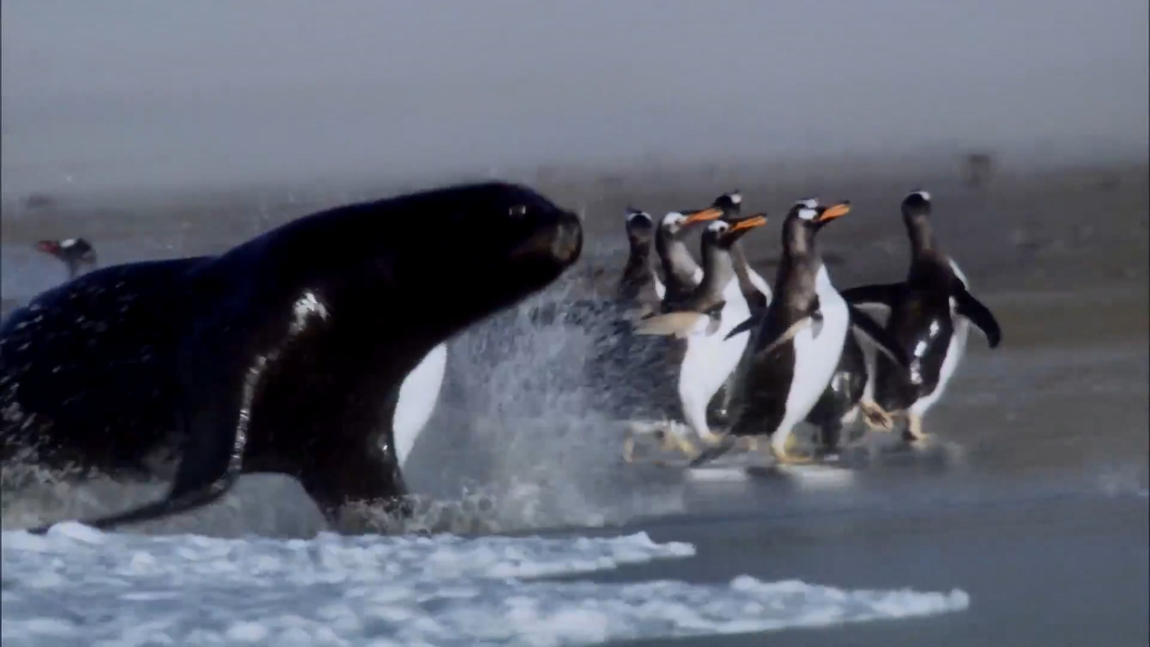 海狮和企鹅上演真实版捕猎大戏!它们确定不是在闹着玩儿?