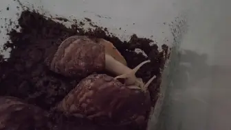 蜗牛是卵生动物 哔哩哔哩 Bilibili
