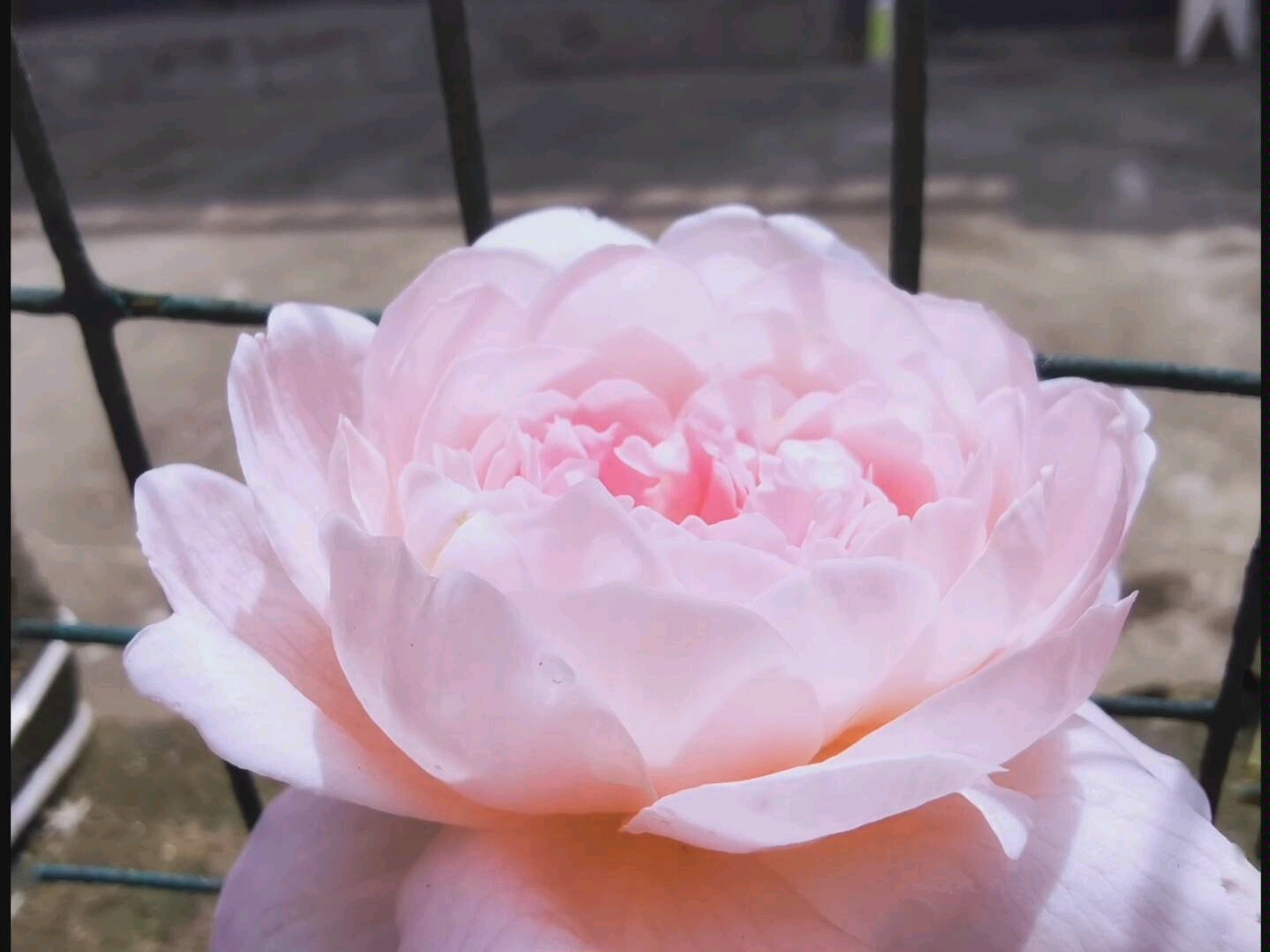 初夏的花,总是开的很奢靡