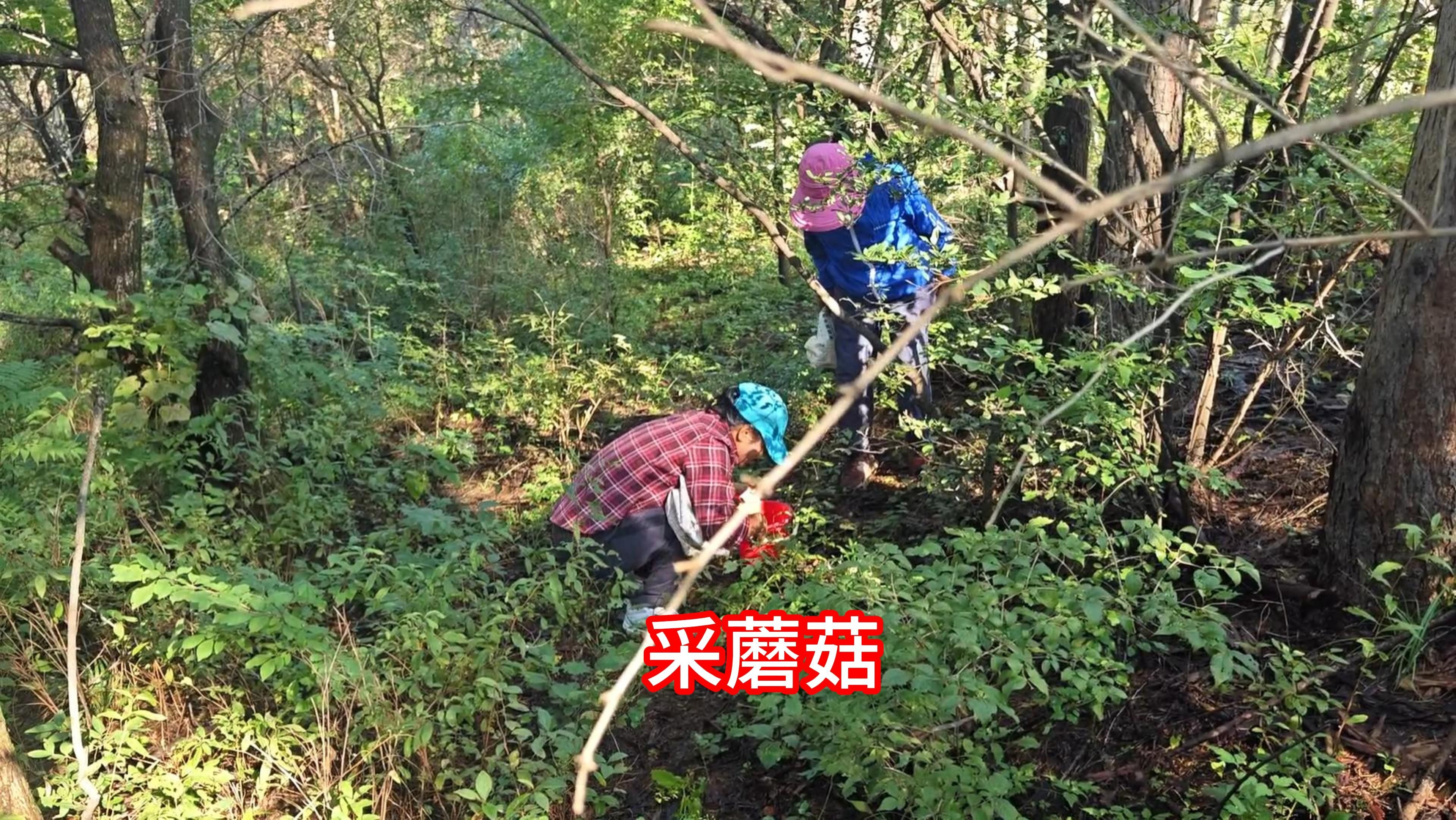 上山采蘑菇,一直去的山修道过不去,新去的山没采到榛蘑,收获小