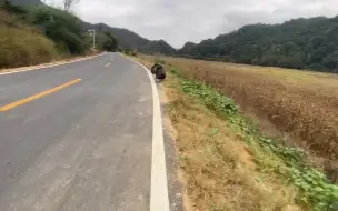 下载视频: 村里马路边来了一只不明生物，看着像国家保护动物，你们认识吗？