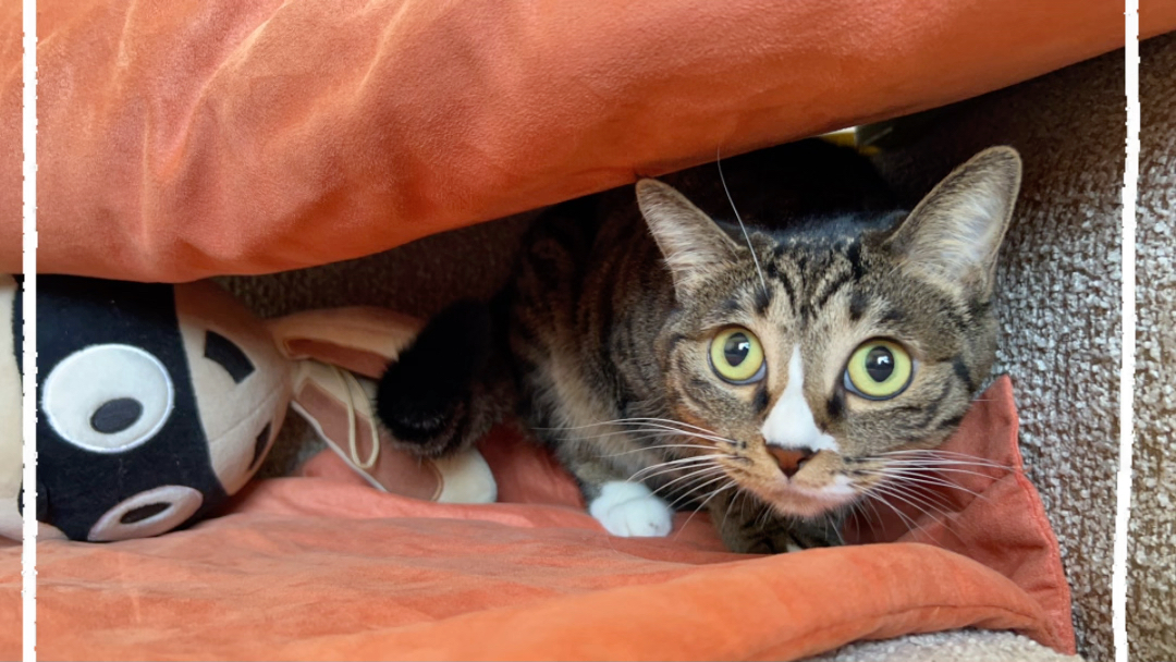 狸花猫～看我睡的嘛嘛香