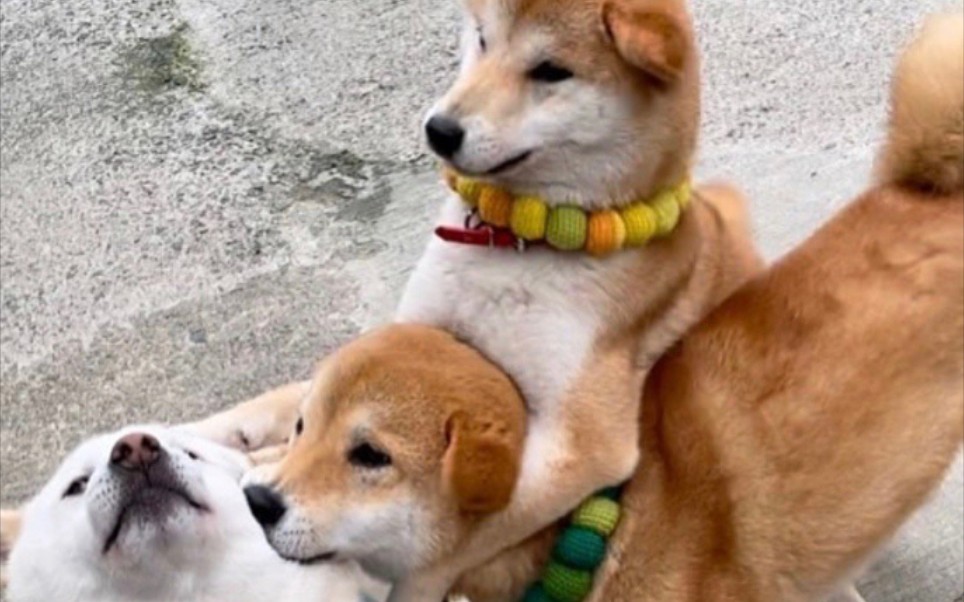 柴犬柴犬是何等的戏精不知道的以为s猪呢喜欢柴犬可首页咨询