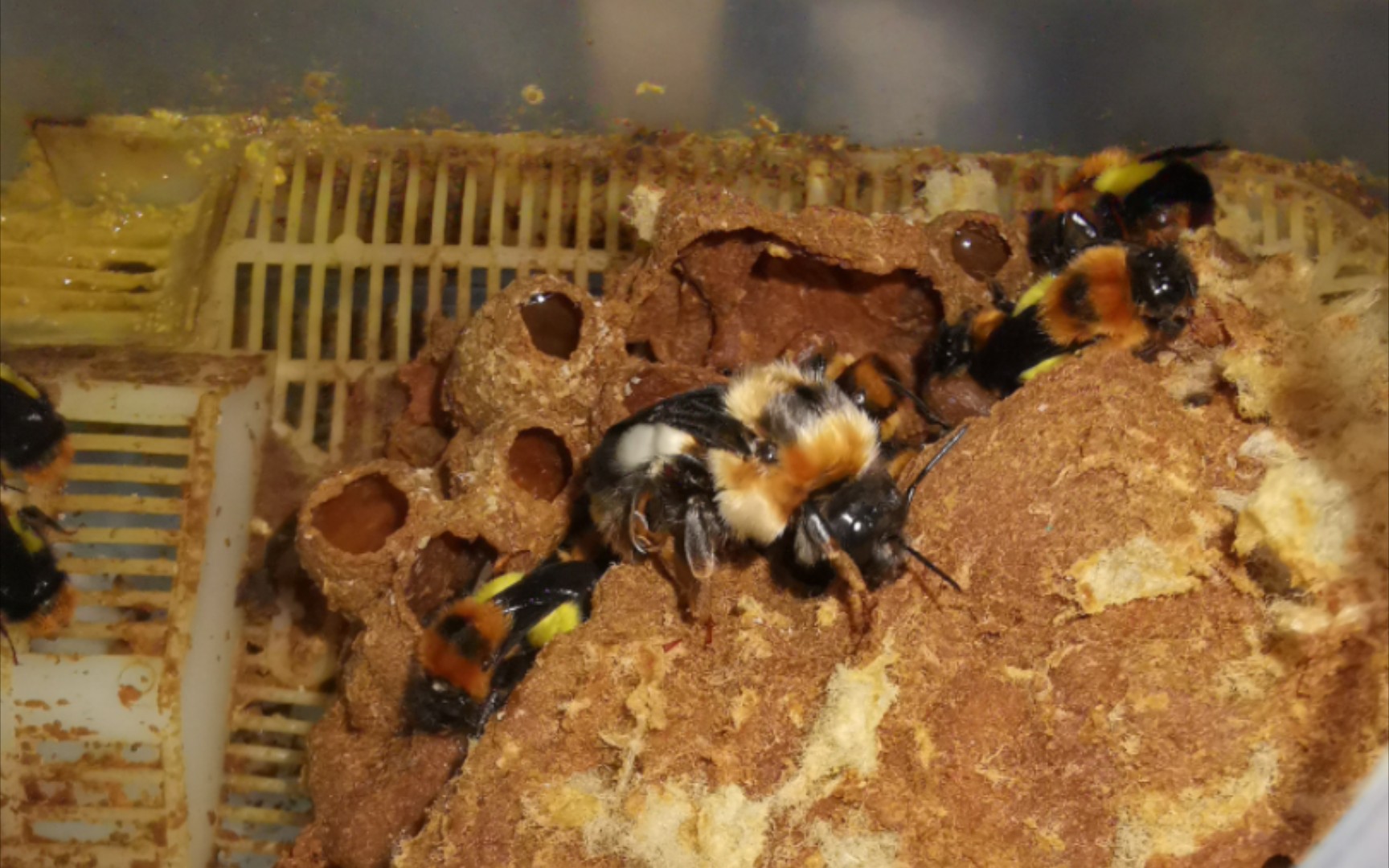 短头熊蜂蜂王2号的死亡与公主的诞生