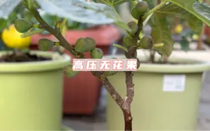 Download Video: 如何高压无花果？一次新鲜的尝试，结果有点意外