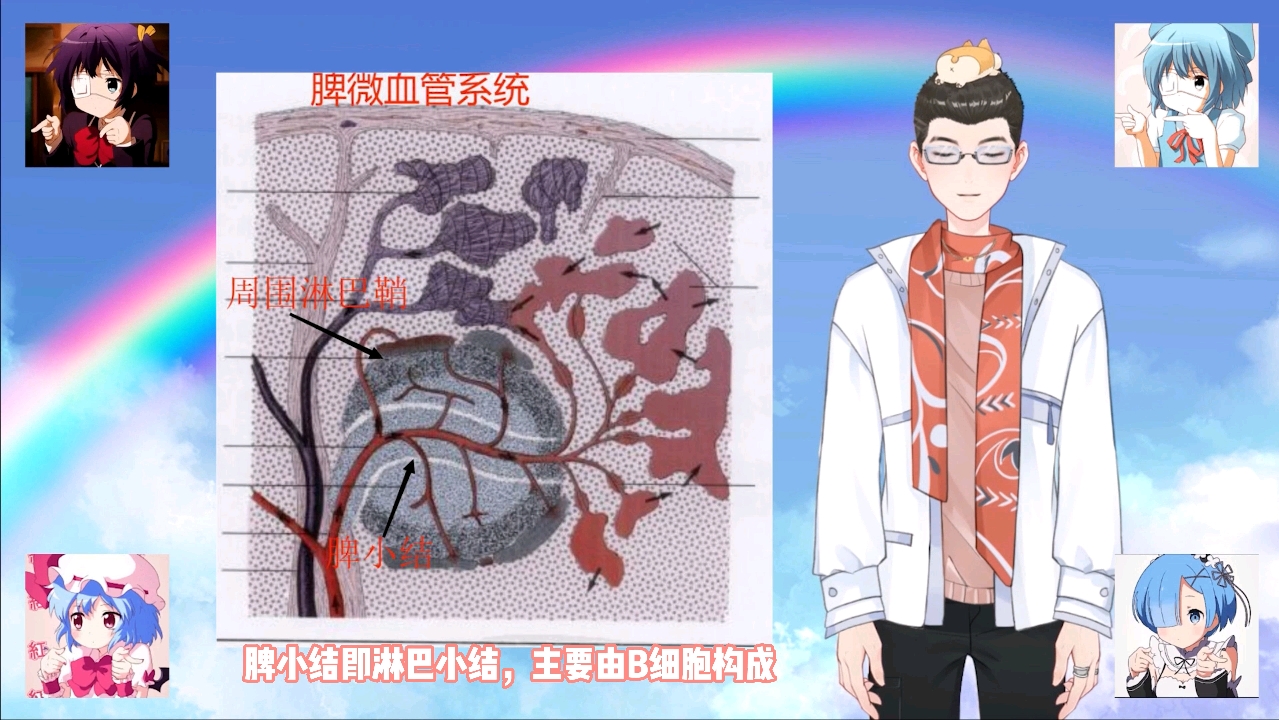 知识就是力量---动物淋巴系统---脾的结构---白髓