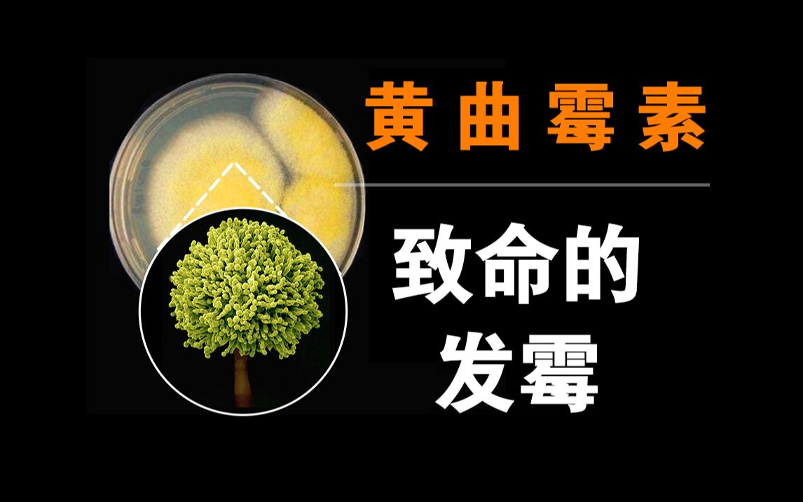 【毒物百科】发霉是怎么要你命的——黄曲霉素