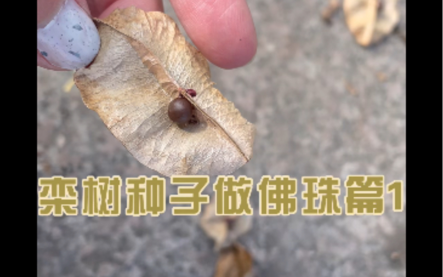 栾树种子做佛珠篇1