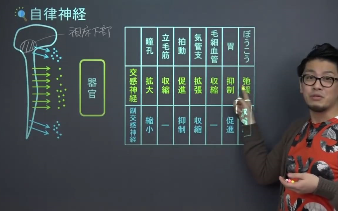 【日本中学生物】 神经和激素、交感神经、副交感神经、内分泌腺、外分泌腺、糖尿病哔哩哔哩bilibili