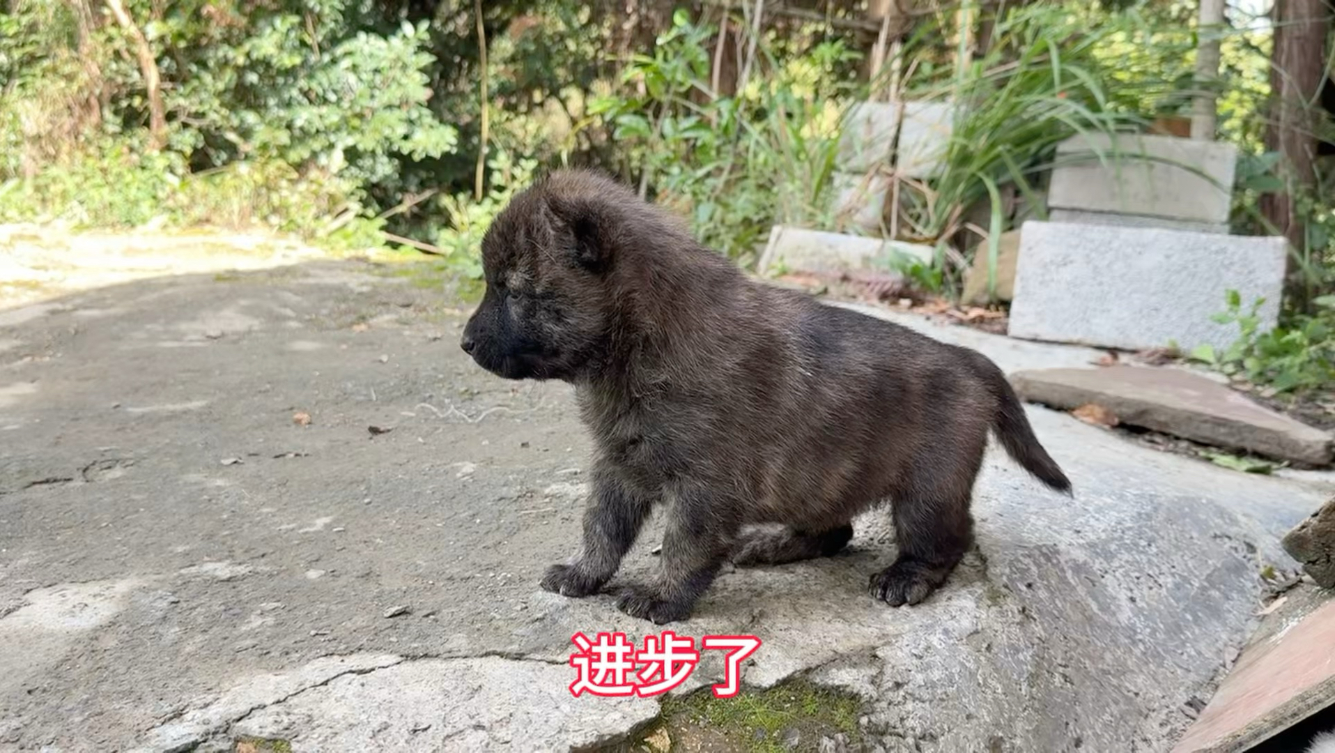 田园犬的适应能力就是强