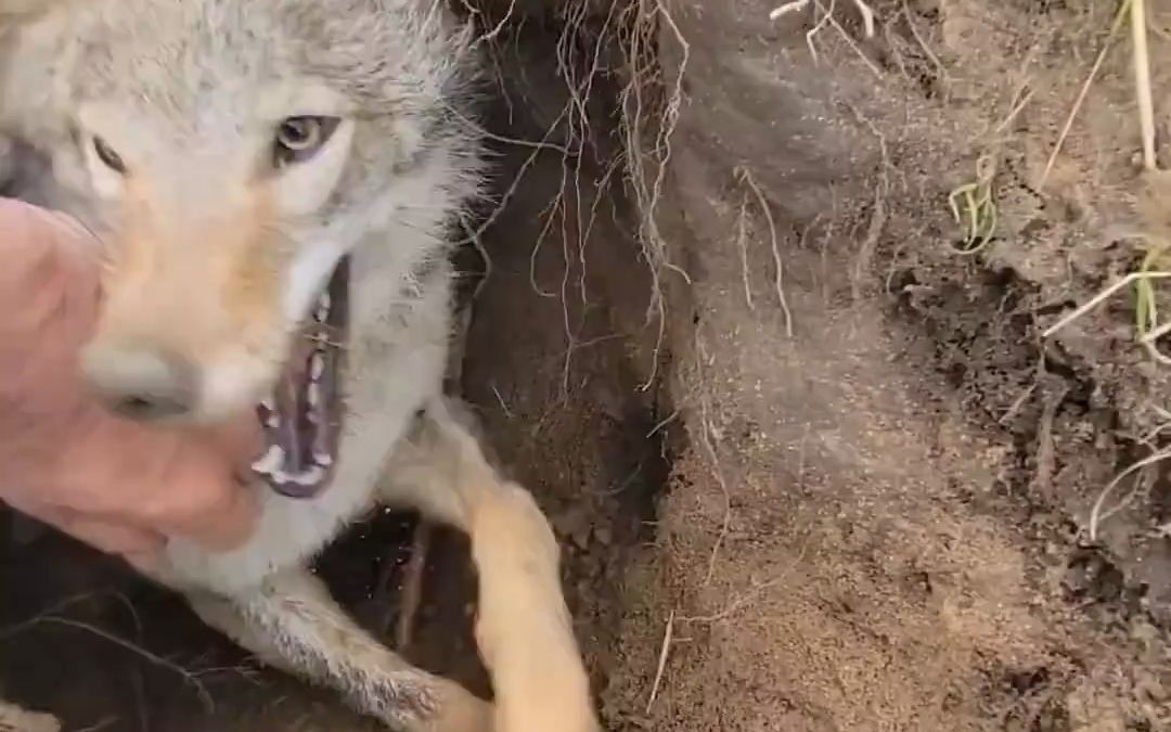 [图]去狼窝招惹狼