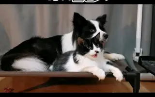 为行进小狗献上情书 哔哩哔哩 Bilibili