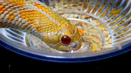 小猪猪喝水咯!猪鼻蛇,名叫zym2003的猪鼻