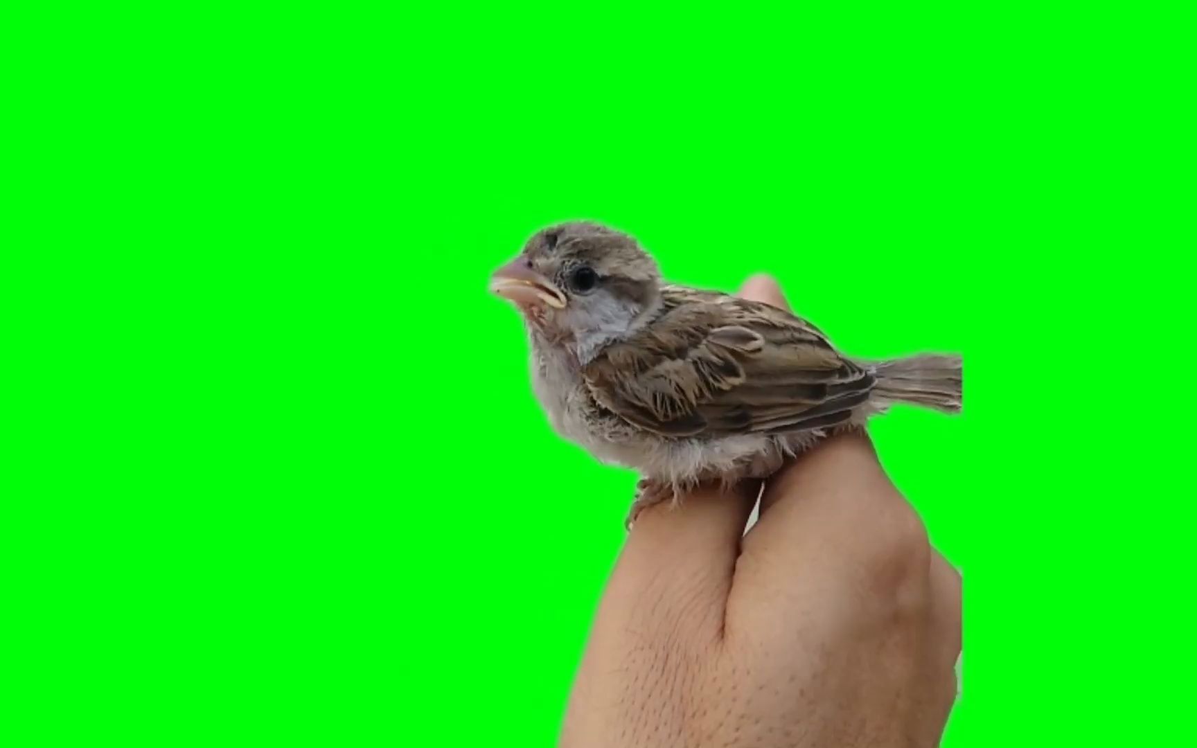 绿幕视频素材麻雀