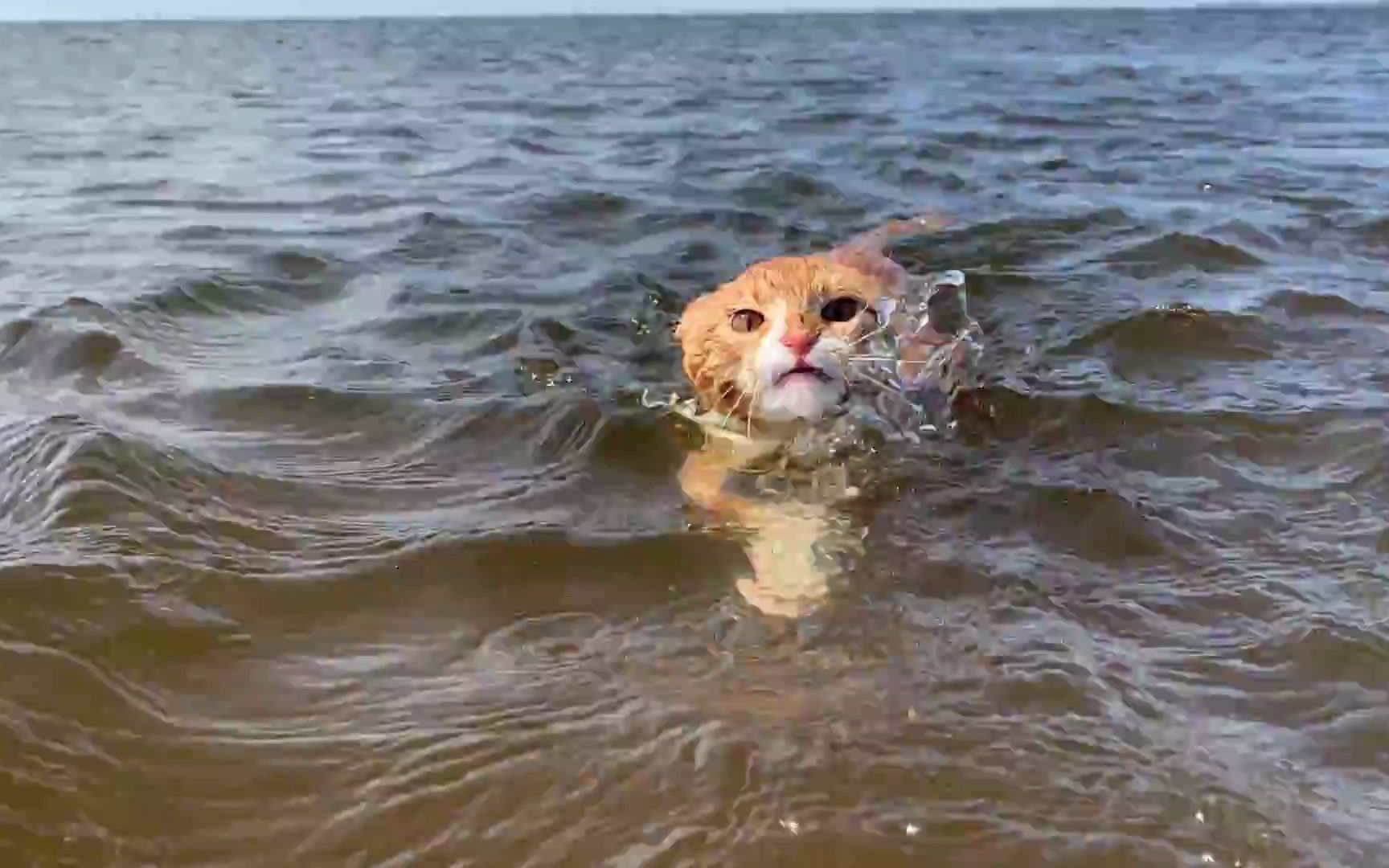 marlin, 热爱在海中游泳的橘猫