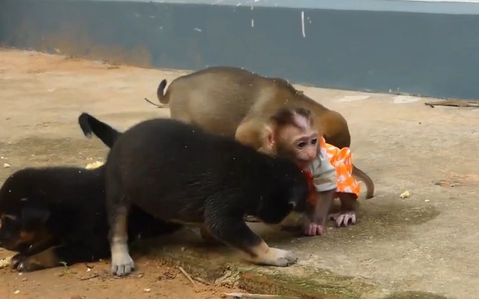 小猴子和狗子们一起觅食,但是发癫