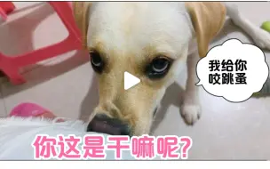 Download Video: 这狗子是把主人当同类了吗？