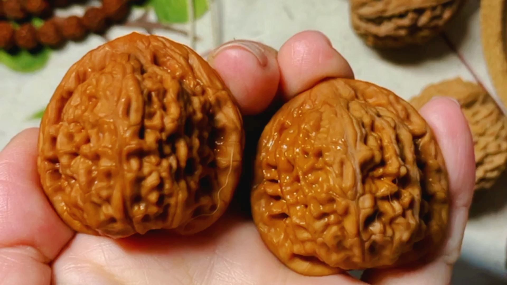 九山顶望月狮子头