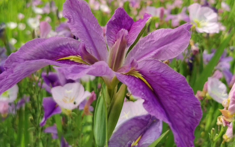 [图]明晃晃的雏菊，幽紫色的马鞭草，鲜粉色的月见草，林下花海与纵横交错的塘河相互映照，生命的感动油然而生！