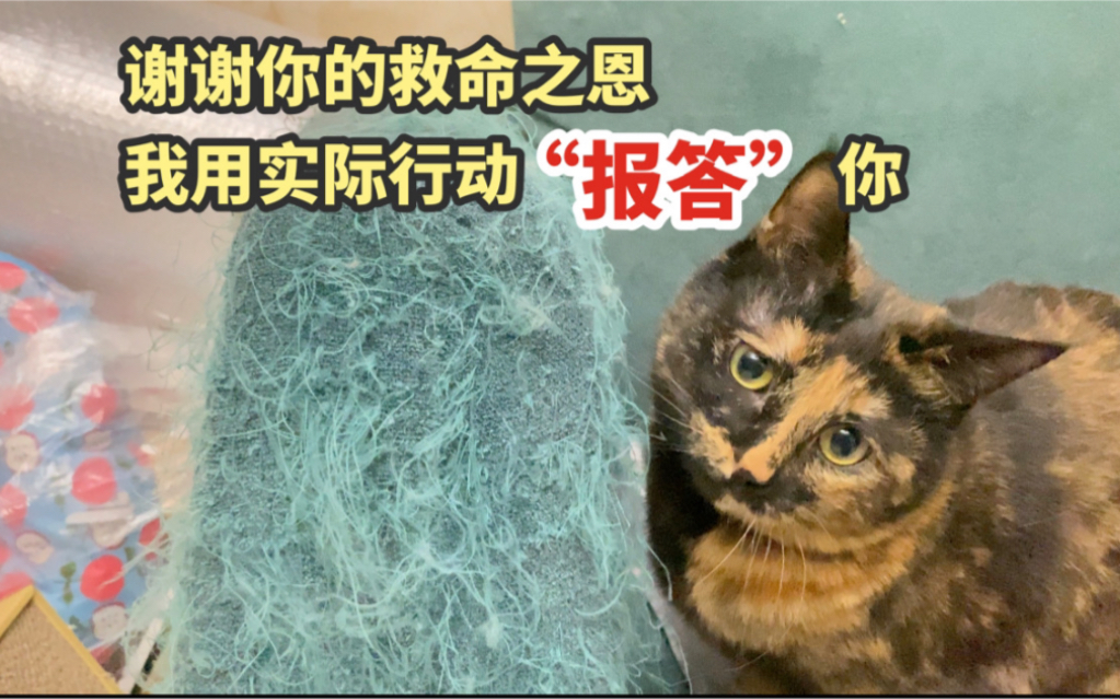 [图]花两个W救的流浪猫演绎现实版猫的报恩