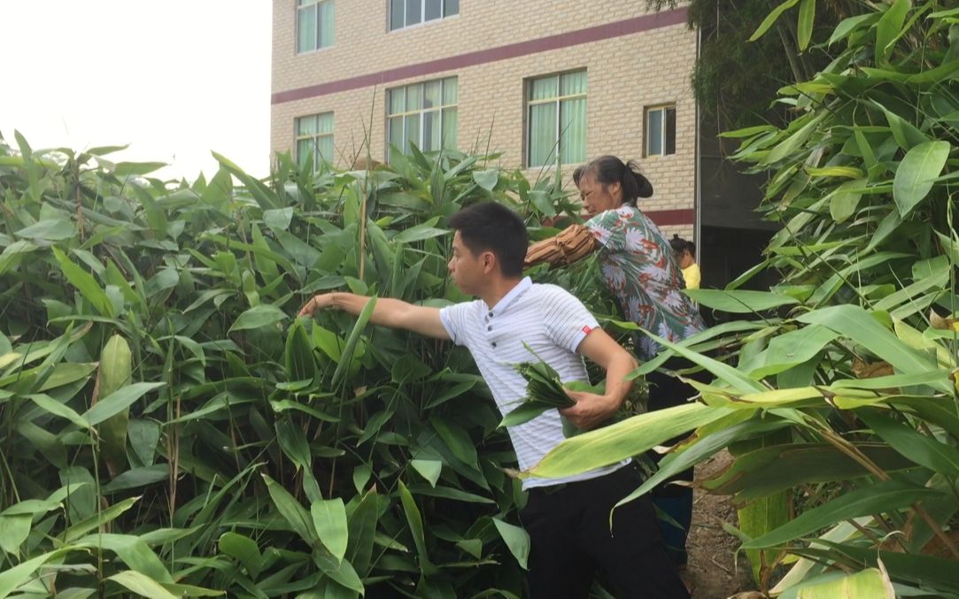 江西粽叶种植基地图片