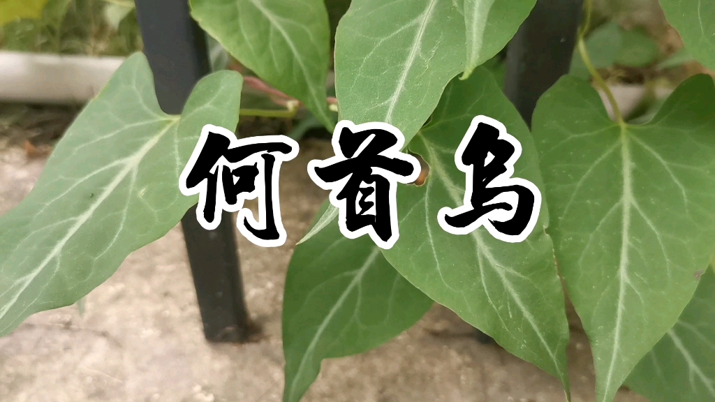 中草药何首乌哔哩哔哩bilibili