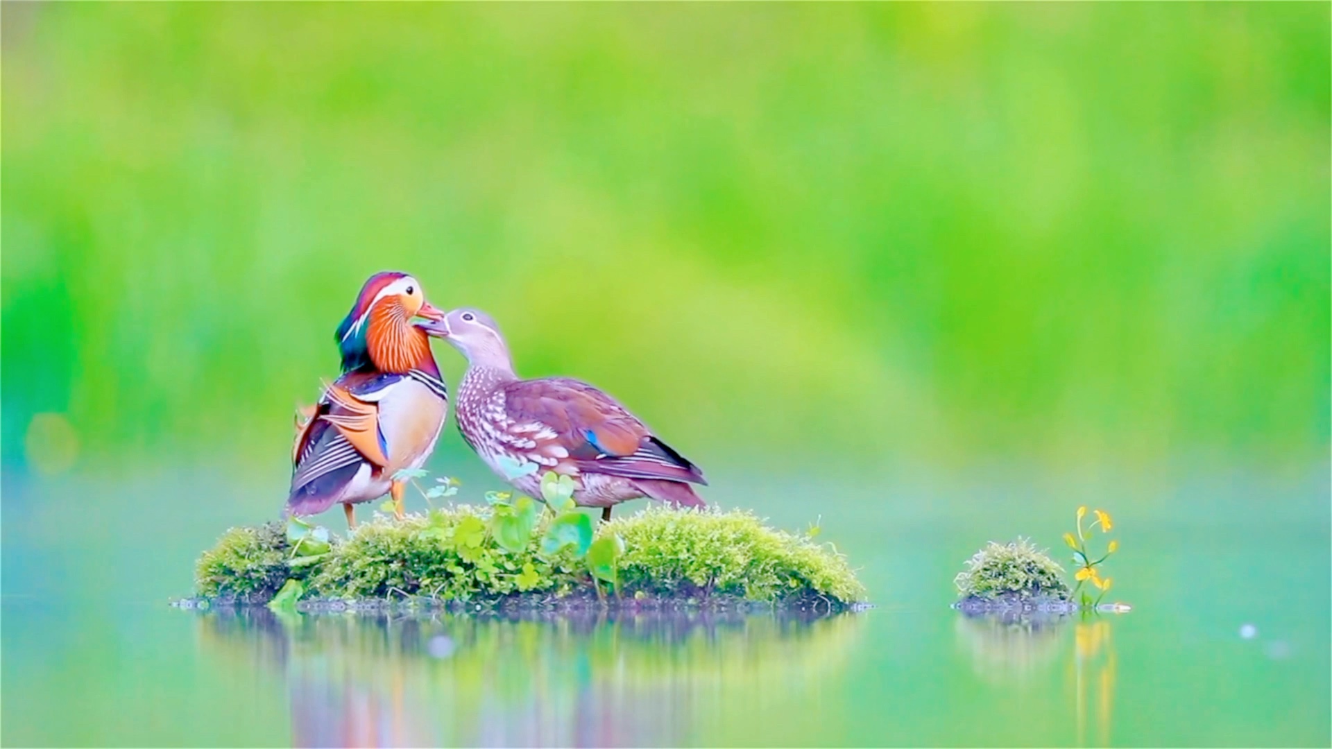 鸳鸯61静谧61婉转悠扬鸳鸯双栖,永不分离;执子之手,与子偕老