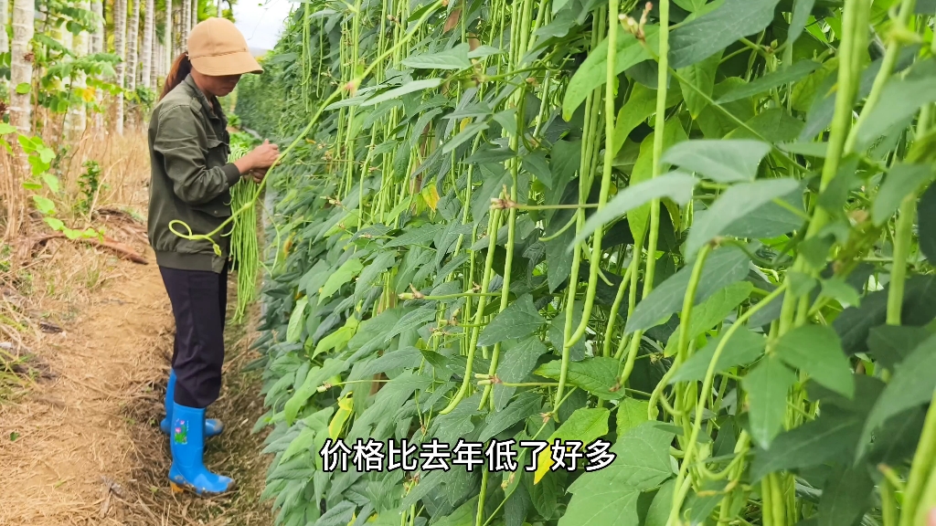 海南的豆角价格低到可怕,几毛钱一斤,今年菜农真的看不到希望了哔哩哔哩bilibili