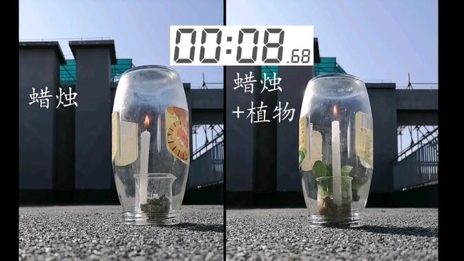 【录像】复刻 普利斯特莱 光合作用实验(玻璃钟罩)