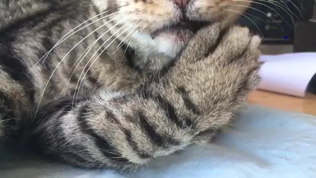 【猫】猫咪舔爪子(慢速猫舌),供对猫舌倒刺有特殊爱好者食用哔哩哔哩bilibili