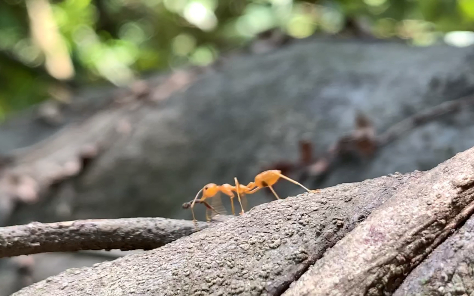 蝼蚁众生_哔哩哔哩 (゜-゜)つロ 干杯~-bilibili