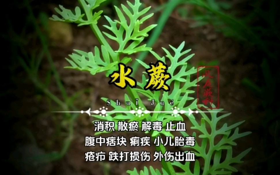 中药材【水蕨】又名龙须菜,具有很高的观赏价值,而且它是国二野生保护植物!哔哩哔哩bilibili