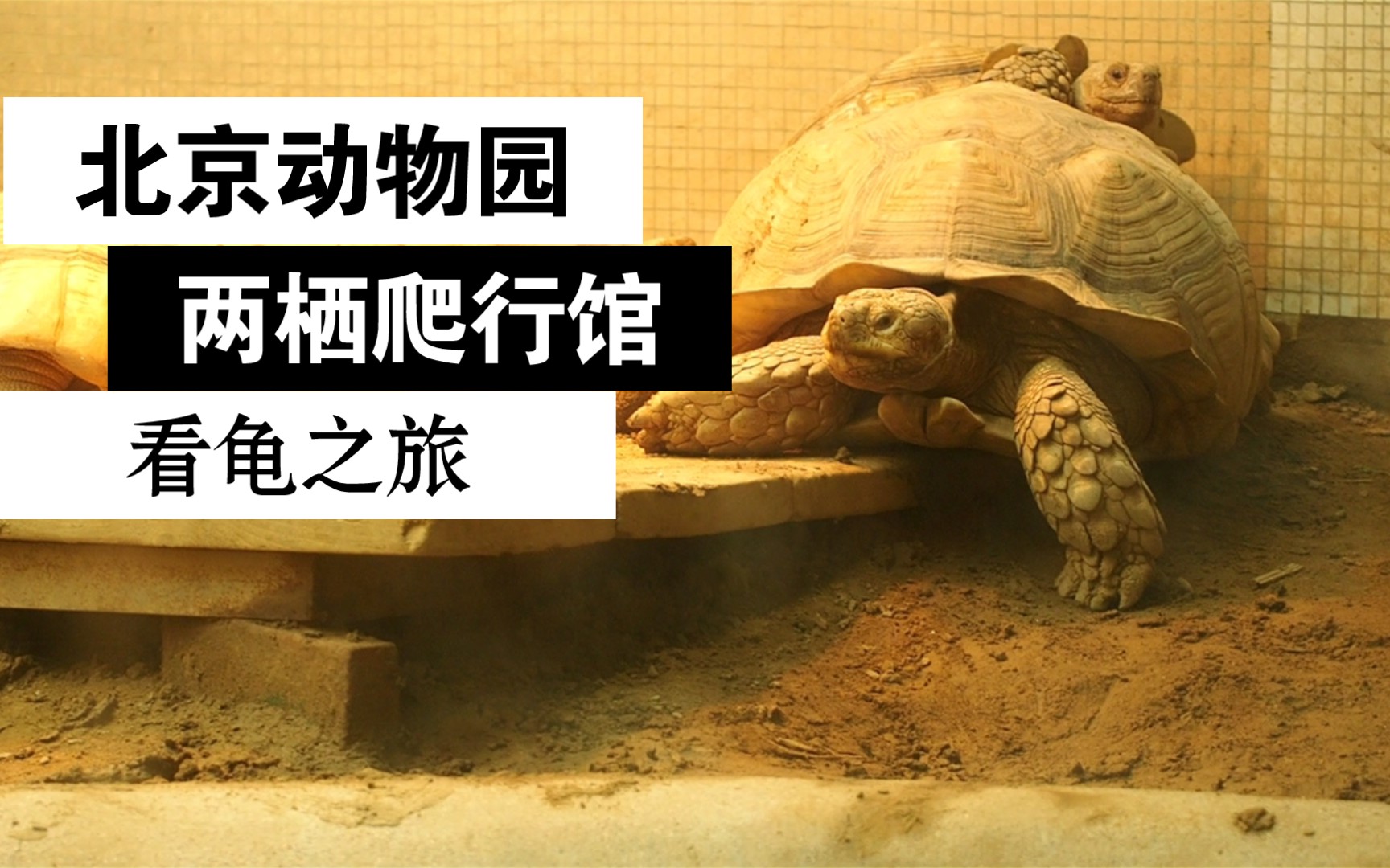 走起～带你去北京动物园两爬馆看龟