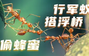 Download Video: 团结就是力量！百万行军蚁搭桥偷蜂蜜 黄蜂巢变成蚂蚁的自助餐厅