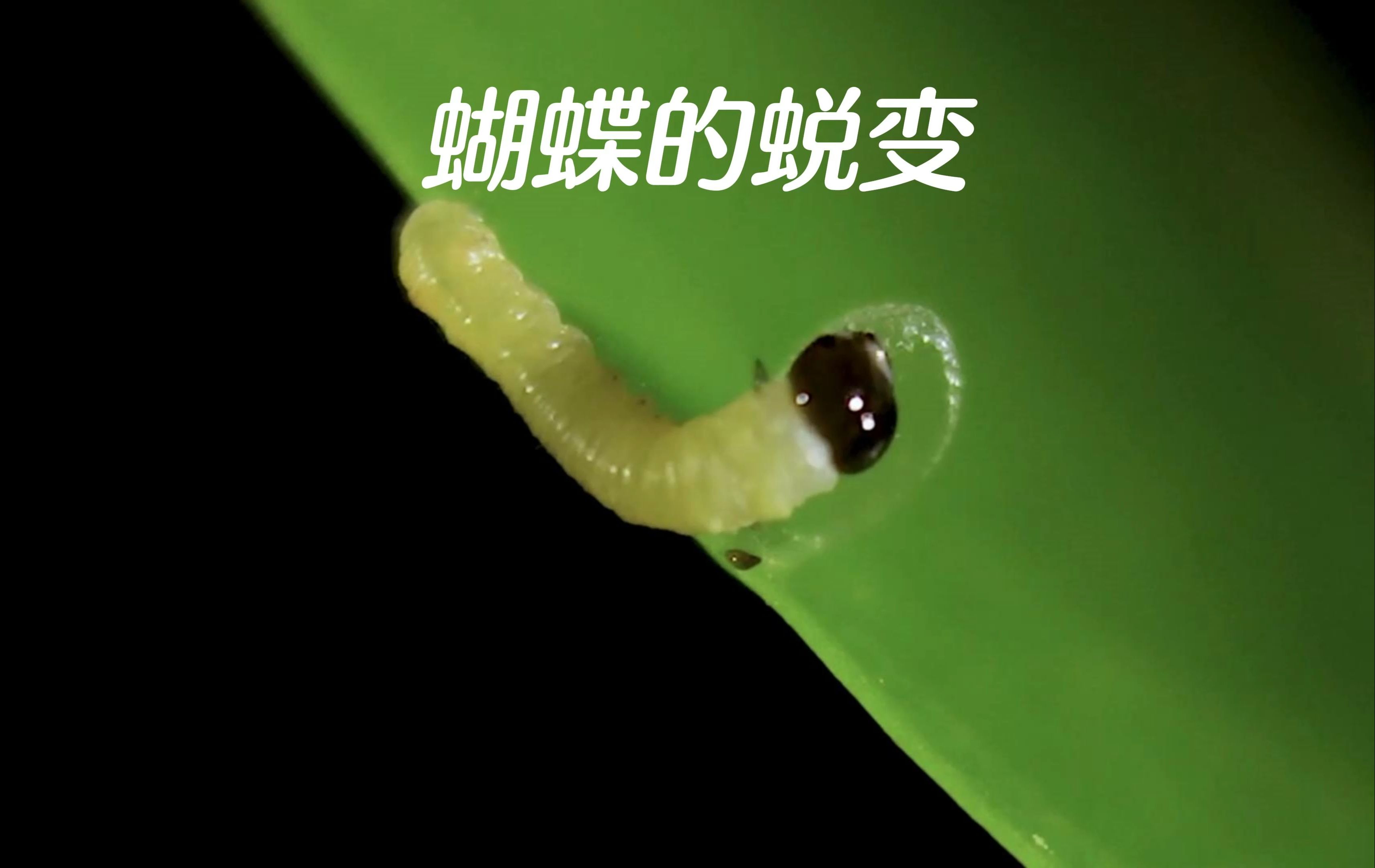 毛毛虫食性图片