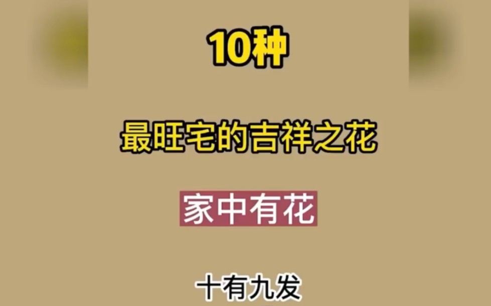 十种最旺宅的吉祥之花.家中有花,十有九发哔哩哔哩bilibili