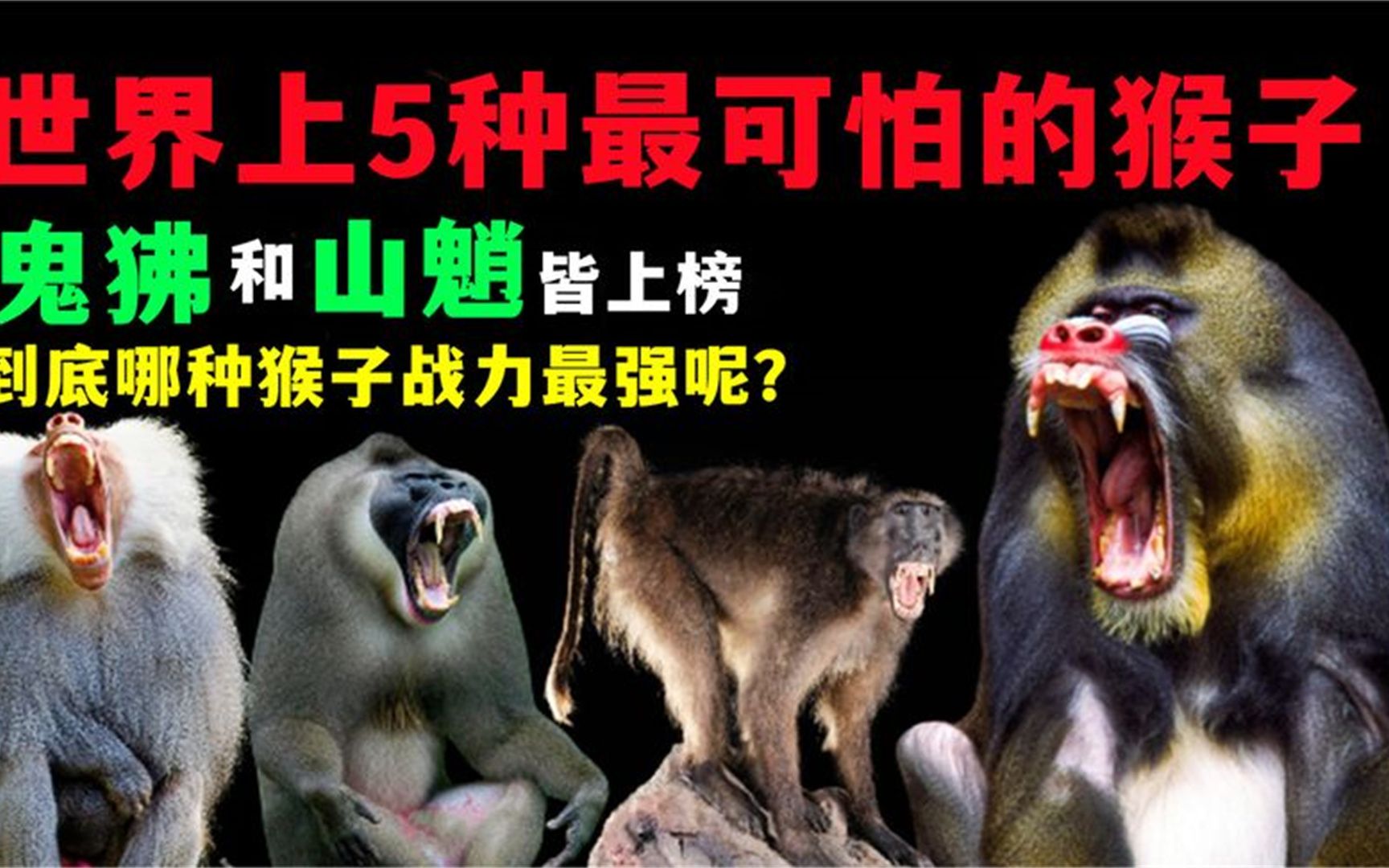 世界上5种最可怕的猴子,鬼狒和山魈上榜,哪种猴子战力最强呢?