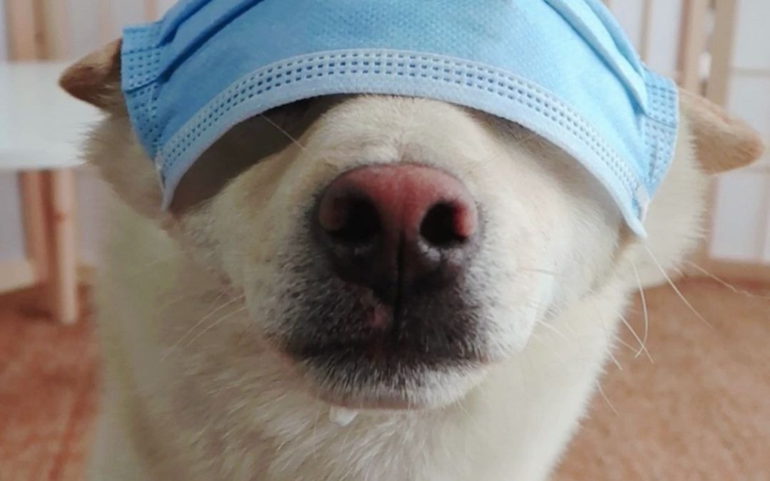 【咒术回战】戴口罩还是要看战力天花板5t5才行!