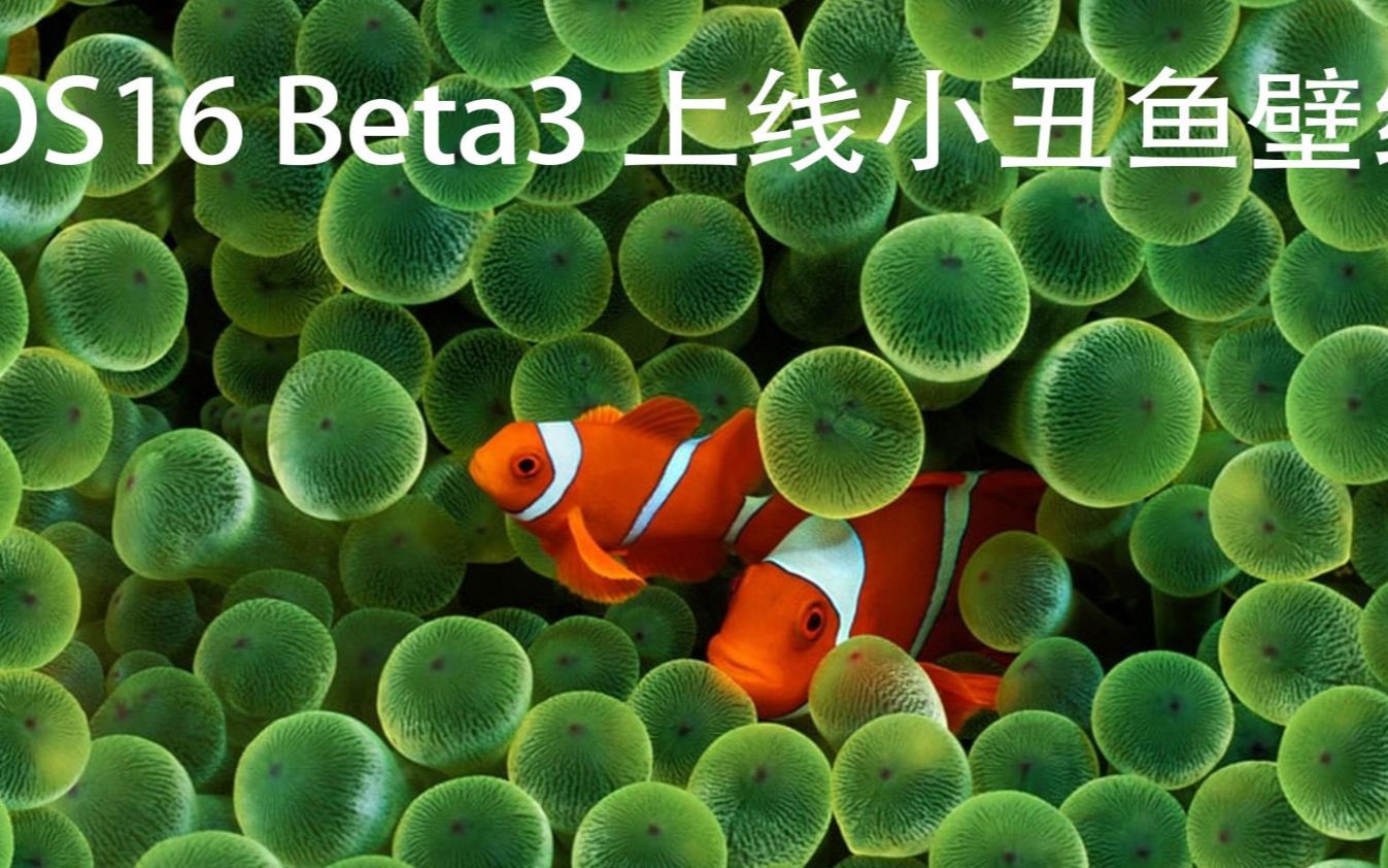 爷青回!iOS16Beta3上线小丑鱼壁纸!哔哩哔哩bilibili