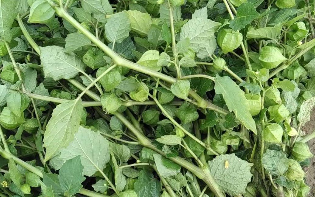 乡间无闲草用好皆是宝野生灯笼草煲水下火一起来了解下