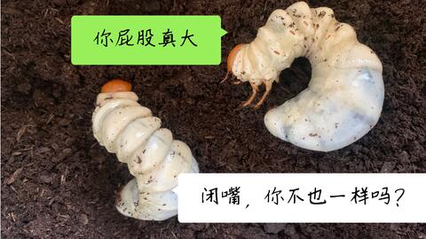 霸王鬼艳锹形虫 幼虫换土 哔哩哔哩 つロ干杯 Bilibili 霸王鬼艳锹形虫 幼虫换土 哔哩哔哩 つロ干杯 Bilibili