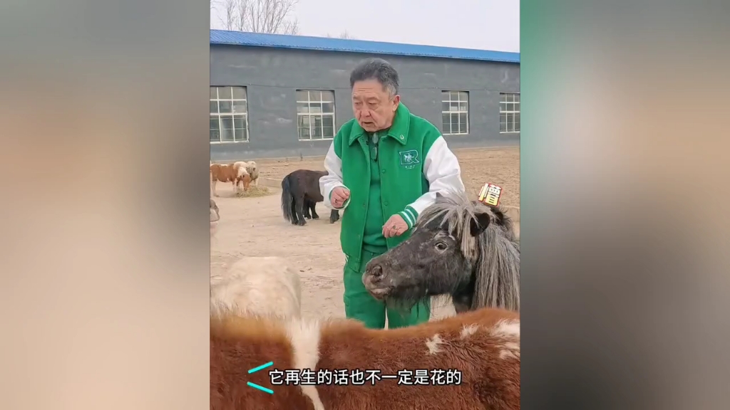 谦大爷天精地华宠物乐园,这么多小矮马,每一匹都倾注了心血.