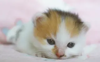 69猫 搜索结果 哔哩哔哩 Bilibili