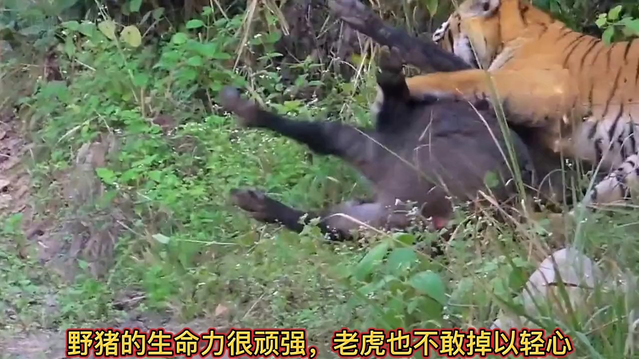 14134.丛林之王老虎狩猎野猪的过程.